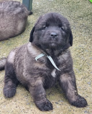 Les chiots de Leonberger