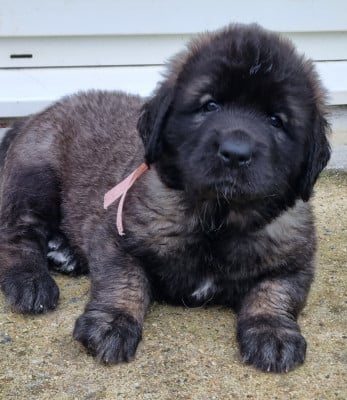 Les chiots de Leonberger