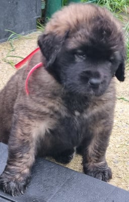 Les chiots de Leonberger