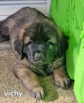 Les chiots de Leonberger