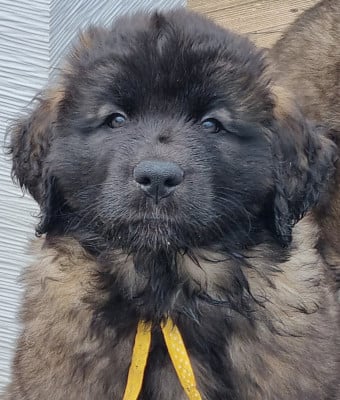 Les chiots de Leonberger