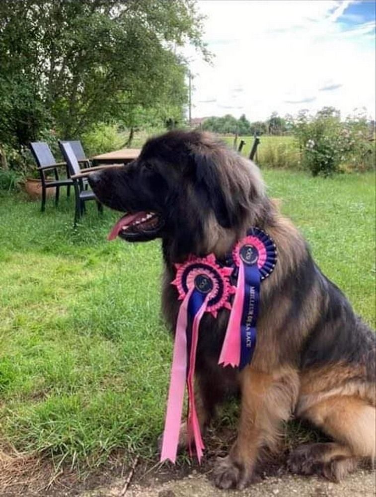 Phiù f'haeliconi des Géants de l'Ange Blanc - 1er EXCELLENT - CACS - Meilleur de race