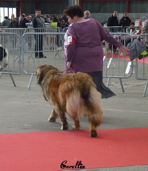 Corellia des lions de la ferronniere - Bon