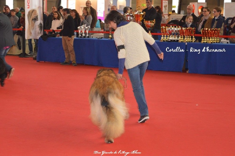 Corellia des lions de la ferronniere - 1ere Excellent - Meilleur Vétéran