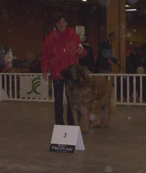 Corellia des lions de la ferronniere - 3EME EXCELLENT SELECTIONNEE