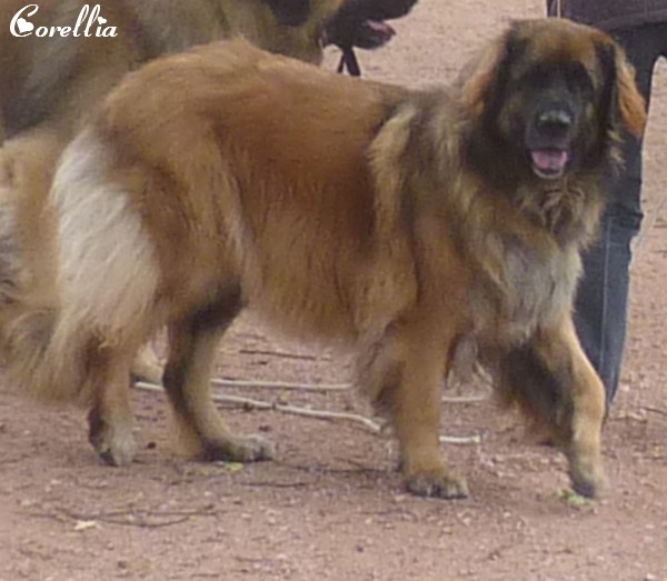 Corellia des lions de la ferronniere - Excellent Selectionnee