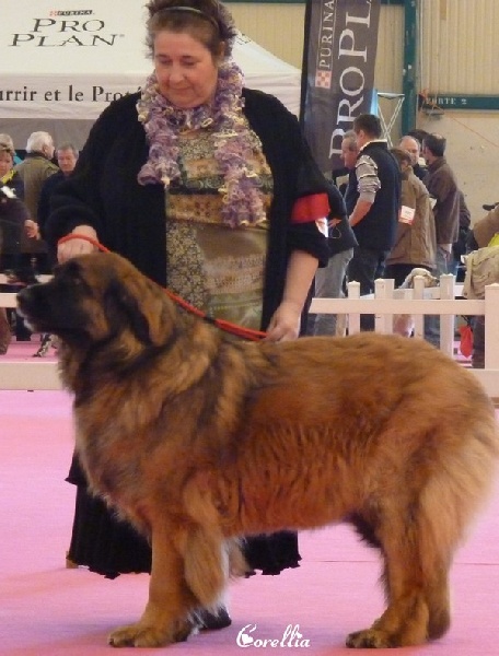 Corellia des lions de la ferronniere - Tres bon