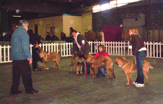 Corellia des lions de la ferronniere - TRES PROMETTEUR