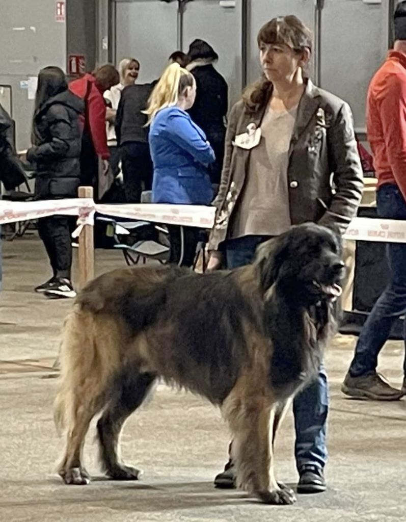 Phiù f'haeliconi des Géants de l'Ange Blanc - 1er Excellent - CACS - CACIB MEILLEUR SEXE OPPOSE (BOS)