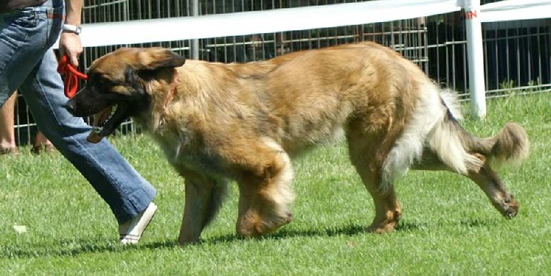 Corellia des lions de la ferronniere - 3 EME EXCELLENT