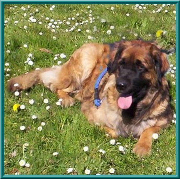 Corellia des lions de la ferronniere - 1 ERE EXCELLENT