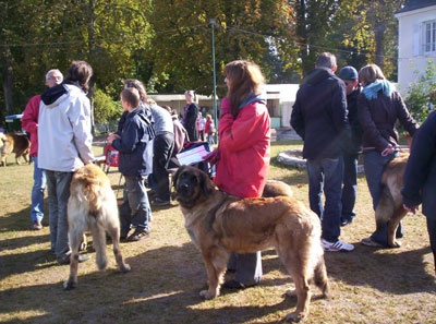 Corellia des lions de la ferronniere - EXCELLENT