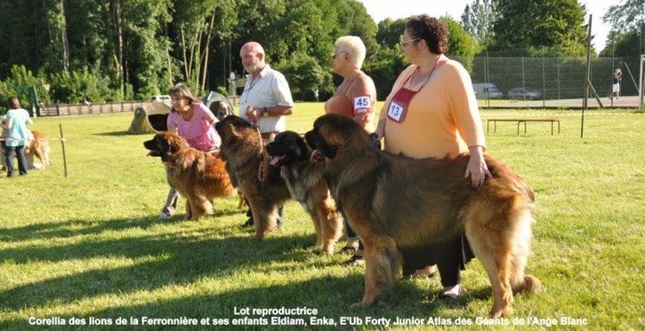 Corellia des lions de la ferronniere - 1er EXCELLENT