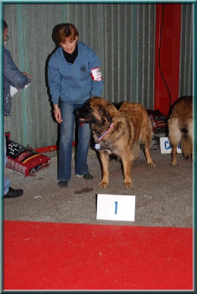Corellia des lions de la ferronniere - 1 ERE EXCELLENT