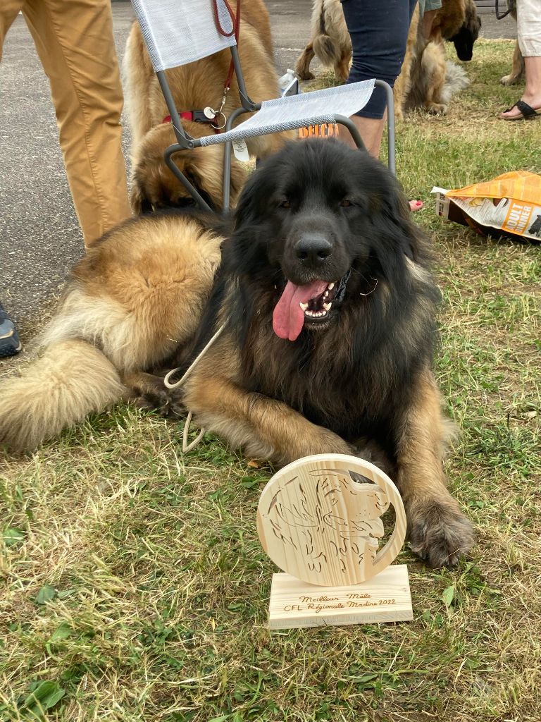 Phiù f'haeliconi des Géants de l'Ange Blanc - 1er EXCELLENT - MEILLEUR MALE