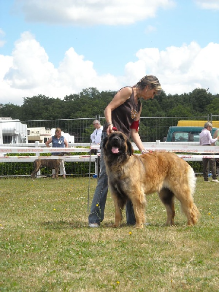 Corellia des lions de la ferronniere - 2 EME EXCELLENT