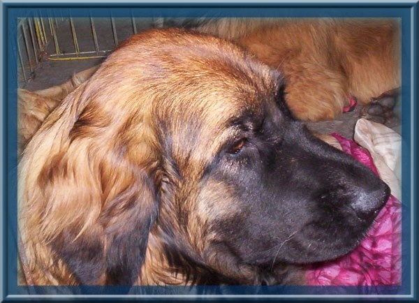 Corellia des lions de la ferronniere - 2 éme EXCELLENT