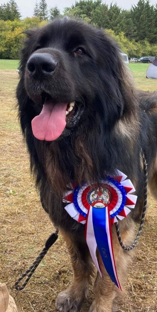 Phiù f'haeliconi des Géants de l'Ange Blanc - 1er Excellent - CACS - MEILLEUR DE RACE (BOB)