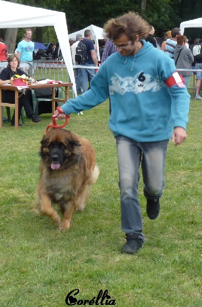 Corellia des lions de la ferronniere - 4eme Tbon