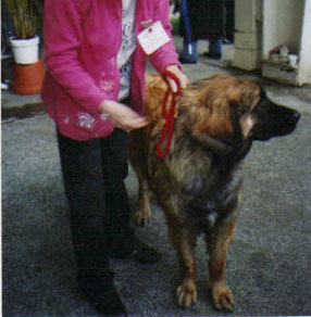 Corellia des lions de la ferronniere - 3 EME EXCELLENT