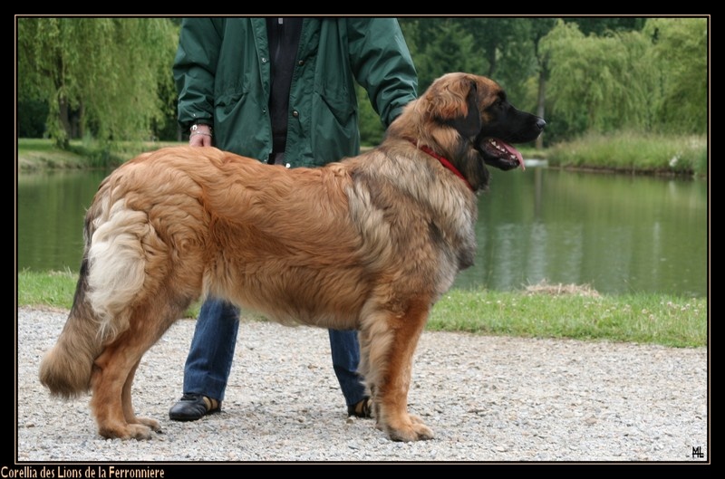 Corellia des lions de la ferronniere - EXCELLENT