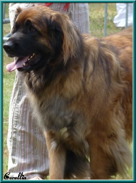 Corellia des lions de la ferronniere - 1ere EXCELLENT - CACS - BOB (meilleur de race)