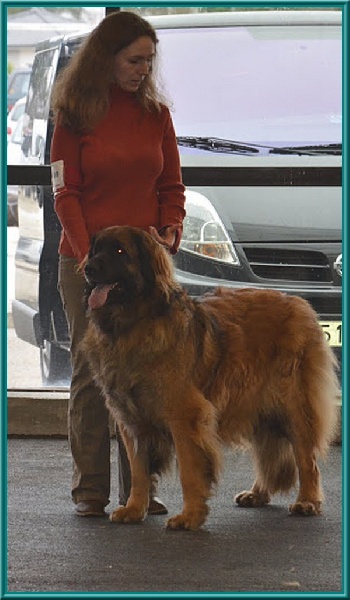 Corellia des lions de la ferronniere - 3éme Excellent selectionnee