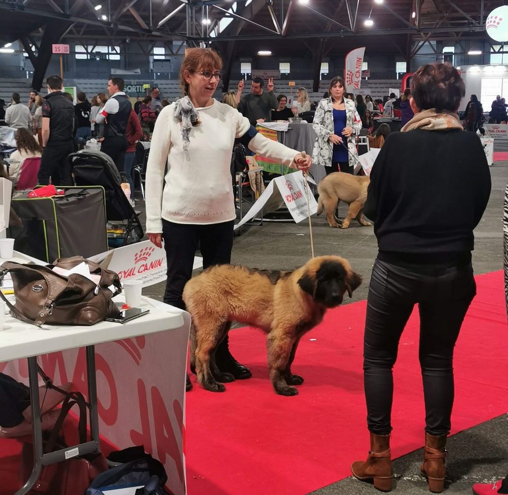 Phiù f'haeliconi des Géants de l'Ange Blanc - Très Prometteur