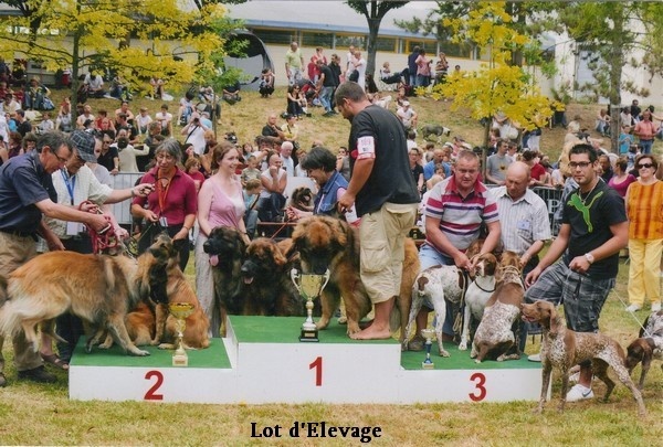 Corellia des lions de la ferronniere - Meilleur lot d'elevage de l'exposition