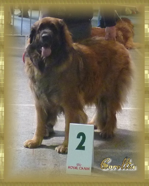 Corellia des lions de la ferronniere - 2éme EXCELLENT - sélectionnee