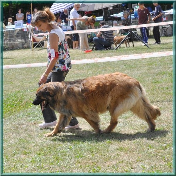 Corellia des lions de la ferronniere - 1ère EXCELLENT