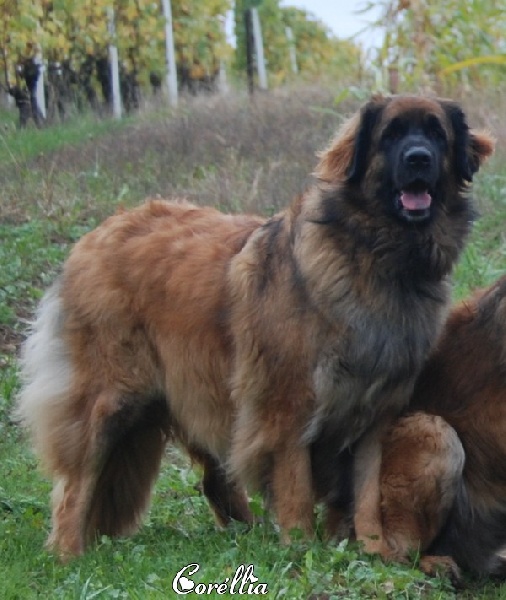 Corellia des lions de la ferronniere - BON