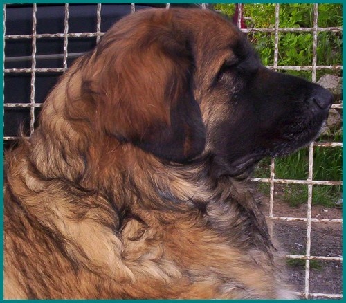 Corellia des lions de la ferronniere - 2 EME EXCELLENT