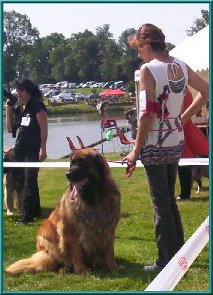 Corellia des lions de la ferronniere - 2 EME EXCELLENT