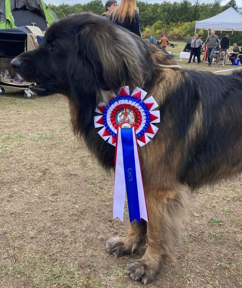 Phiù f'haeliconi des Géants de l'Ange Blanc - 1er EXCELLENT - CACS - Meilleur de race (BOB)