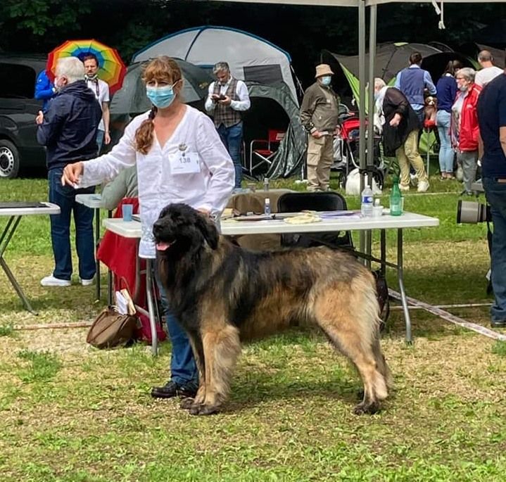 Phiù f'haeliconi des Géants de l'Ange Blanc - 1er EXCELLENT - CACS - Meilleur de race