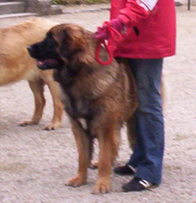 Corellia des lions de la ferronniere - 1 ERE EXCELLENT SELECTIONNEE