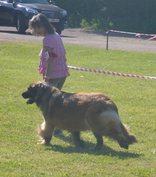 Corellia des lions de la ferronniere - EXCELLENT