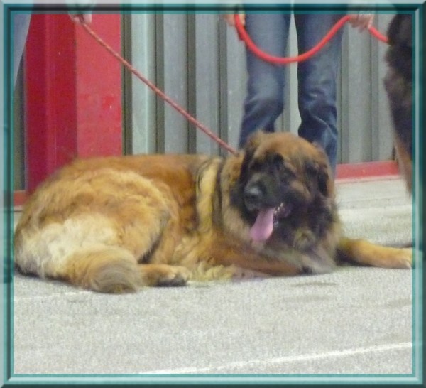 Corellia des lions de la ferronniere - 4eme EXCELLENT