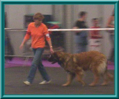 Corellia des lions de la ferronniere - 3éme TRES BON