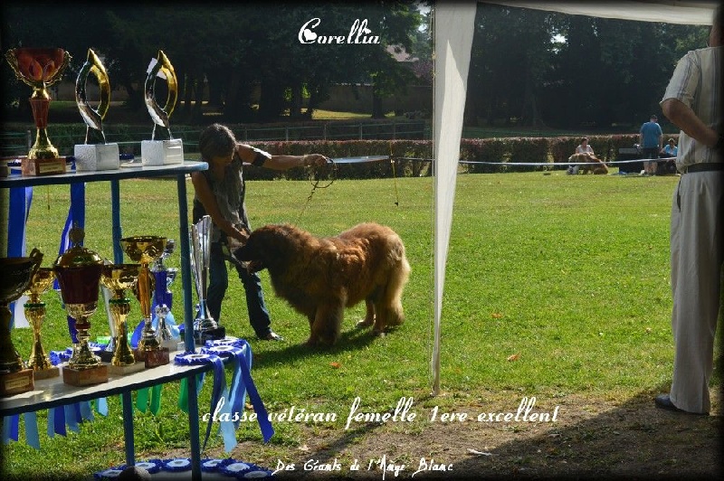 Corellia des lions de la ferronniere - Excellent