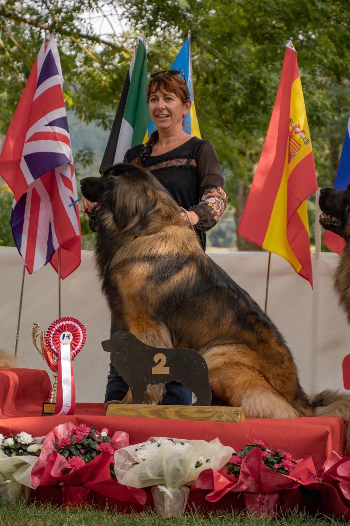 Phiù f'haeliconi des Géants de l'Ange Blanc - 2éme EXCELLENT - sélectionné pour la meilleure tête