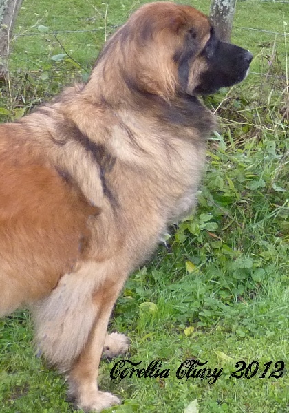 Corellia des lions de la ferronniere - EXCELLENT