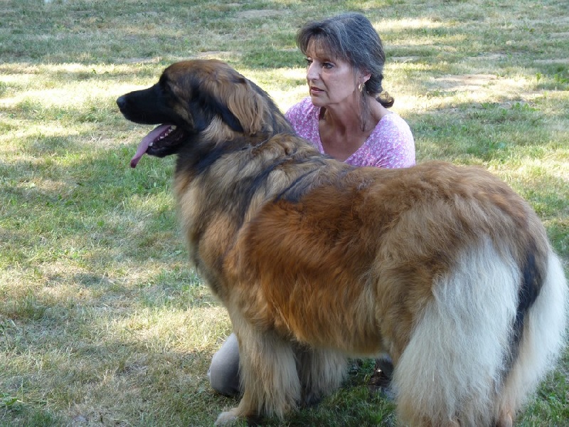 Corellia des lions de la ferronniere - EXCELLENT