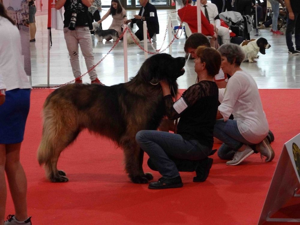 Phiù f'haeliconi des Géants de l'Ange Blanc - 1er EXCELLENT - CACS - CACIB - Meilleur de race