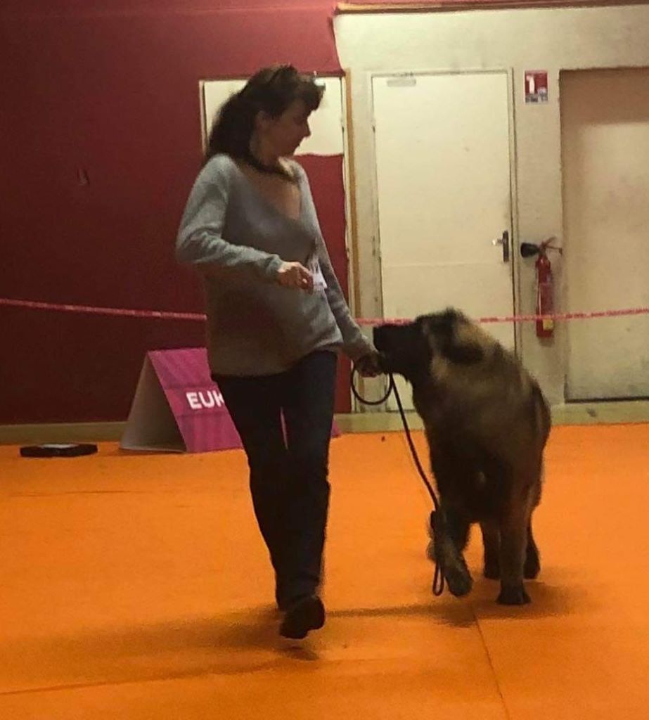Phiù f'haeliconi des Géants de l'Ange Blanc - Très Prometteur