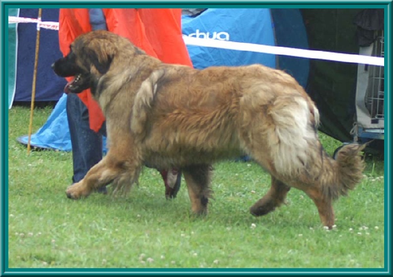 Corellia des lions de la ferronniere - 1 ERE EXCELLENT - CACS