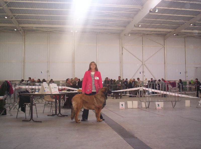 Corellia des lions de la ferronniere - TRES PROMETTEUR
