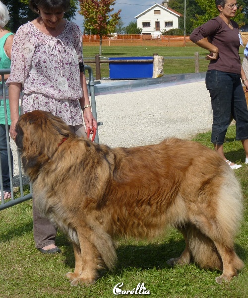 Corellia des lions de la ferronniere - Excellent