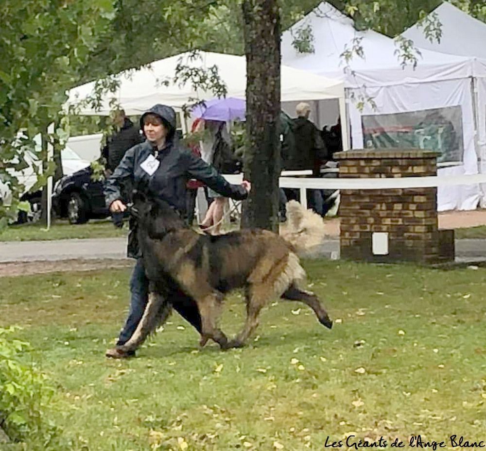 Phiù f'haeliconi des Géants de l'Ange Blanc - EXCELLENT